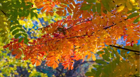 Autumn landscape photography, mountain ash in full beauty, illuminated by the colors of autumn. A tree with fruits in the form of a bunch of orange-red berries, as well as the most berriesの写真素材