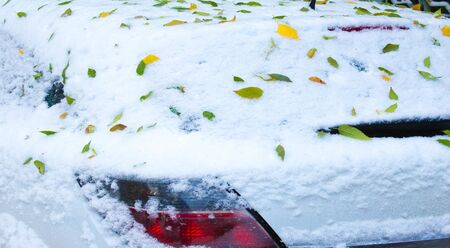 The first snow, late autumn, autumn leaves on the snow. snowfall, snow, fall of snow, scurry.の写真素材