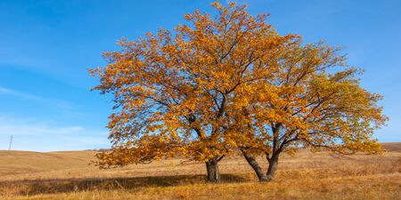 Autumn landscape, deciduous trees covered with multi-colored yellow red leaves, Oaks throw off...
