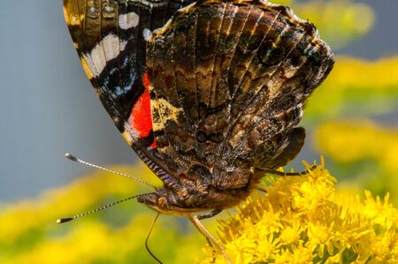 flower of Solidago commonly called goldenrods comes from North America including Mexico native to South America and Eurasia Butterfly Vanessa atalanta the red admiral or previously the red admirableの写真素材