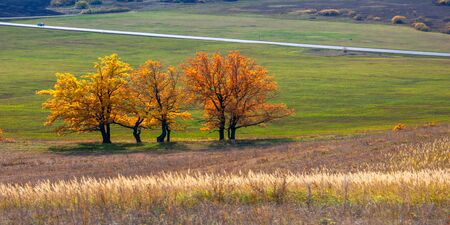 Autumn landscape, deciduous trees covered with multi-colored yellow red leavesの写真素材
