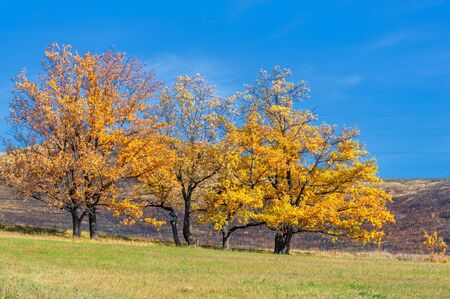 Autumn landscape photography, best photographer, mixed forests in autumn condition, colorful leaves, divided into burgundy, red, green, with patterned carpetの写真素材