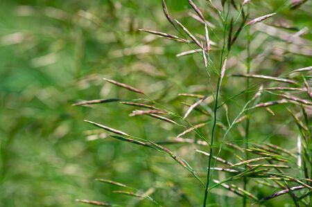 Texture, background, pattern, Shallow depth of field, grass in the meadow, vegetation consisting of...