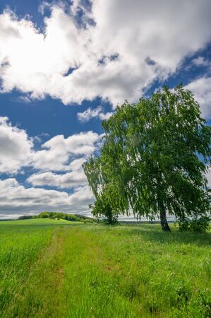 Spring photography, young shoots of cereals. Ripening wheat. Green shoots of photosynthesis under the bright sun. Phosphorus and nitrogen fertilizers introducedの写真素材