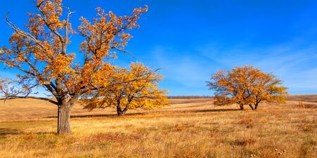 Autumn landscape, deciduous trees covered with multi-colored yellow red leaves, Oaks throw off...