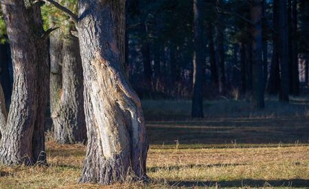 Winter photography, December, City suburbs, pine forest waiting for snow