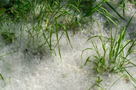 Poplar fluff is not to blame for allergies; itâ€™s more a nuisance than a health hazard. He is...