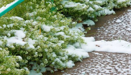 We got our first snow of the season during the night, dusting in the fall with sugar in the winter....