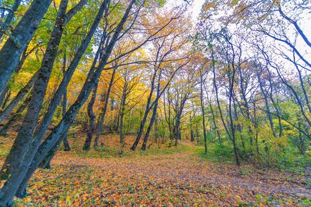 Autumn photos of the Crimean peninsula, Beech hornbeam forests. Forests with a predominance of...