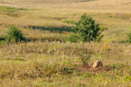 Summer landscape with animal marmot, a heavily built, gregarious, burrowing rodent of both Eurasia...