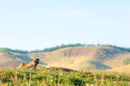 Summer landscape with animal marmot, a heavily built, gregarious, burrowing rodent of both Eurasia...