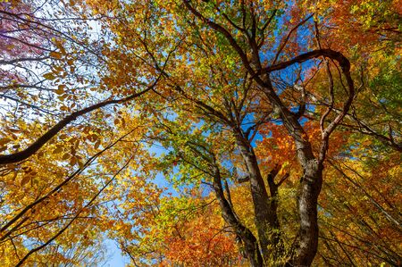 Photos of the Crimean peninsula in the fall, beech hornbeam forest. It grows at an altitude of...