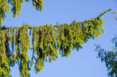 Christmas tree branches growing in the park. a large public green area in a town, used for recreation.の写真素材