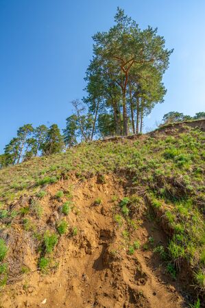 Spring photography, pine forest, evergreen pine - a symbol of immortality and vivacity. Cozy forest space among trees dotted with fallen conesの写真素材
