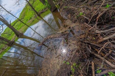 Spring photography: beavers were built on the dam river to protect them from predators, a large...