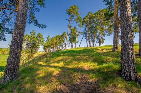 Spring photography, pine forest, evergreen pine - a symbol of immortality and vivacity. Cozy forest space among trees dotted with fallen conesの写真素材