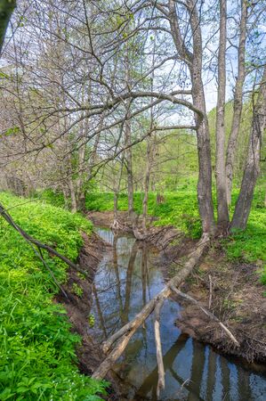 Spring photography: beavers were built on the dam river to protect them from predators, a large semi-aquatic rodent with a wide tail. He is known for biting tree trunks to feed on bark and build damsの写真素材