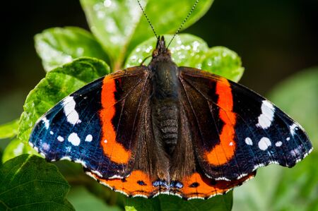 Vanessa Atalanta, red admiral or earlier, red, delightful, is a well-characterized medium-sized butterfly with black wings, orange stripes and white spots. It has a wing span of about 2 inches.の写真素材