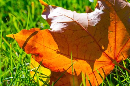 Autumn photography, red yellow leaves on the lawn. This beauty-filled place, my favorite place, is a...