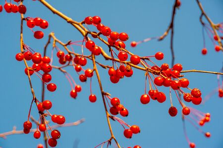 Autumn photo. Small red decorative apples on a tree in a parkの写真素材