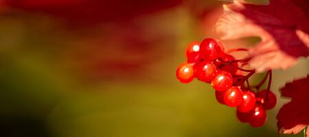 blurry photo, shallow depth of field. Autumn red viburnum,  Its modern classification is based on molecular phylogeny. It was previously included in the Honeysuckle family Caprifoliaceae.の写真素材
