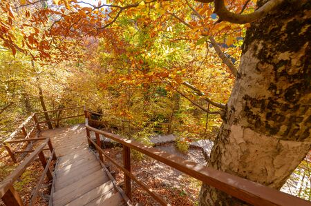 Hiking trail in the autumn beech forest high in the mountains of the Crimean peninsula, recreation...