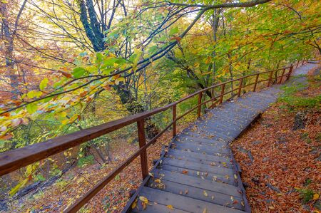 Hiking trail in the autumn beech forest high in the mountains of the Crimean peninsula, recreation...
