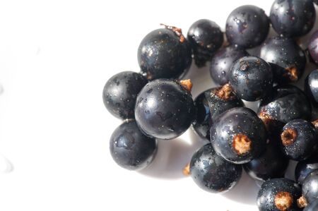 Black currant, blackcurrant, blackberry. vitamin C and polyphenol phytochemicals.  They are used to make jams, jellies and syrups and are grown commercially for the juice market.の写真素材