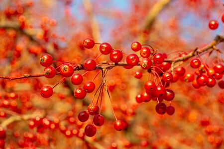 Autumn photo. Small red decorative apples on a tree in a park