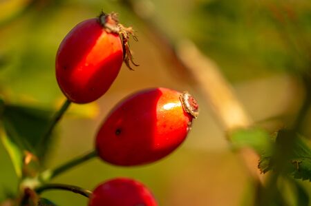 blurry photo, shallow depth of field. Rose hips contain a large amount of antioxidants, mainly...