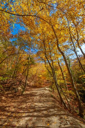 Photos of the Crimean peninsula in the fall, beech hornbeam forest. It grows at an altitude of 650-700 m, forests of rocky oak are replaced by beech and hornbeam. soil and water conservationの写真素材