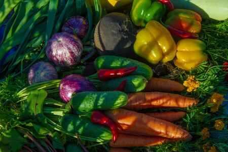 Fair farm gifts in all their splendor, watermelons, melons, pumpkins, grapes, apples, peppers, plums, raspberries, blackberries, eggplant and bright greens adorn the exhibition tablesの写真素材