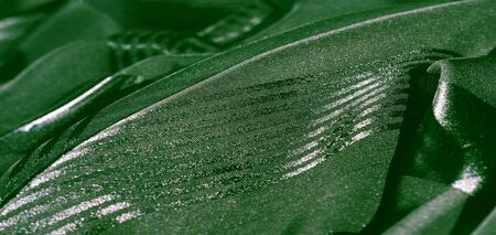 Background texture, pattern, collection, light transparent silk fabric with stripes of different...
