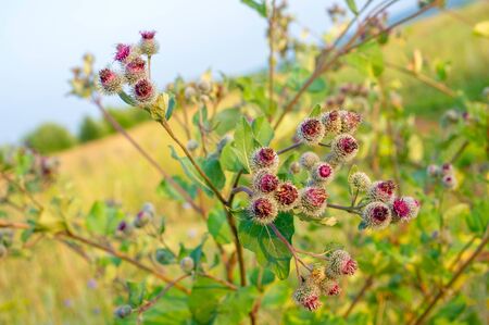 Summer landscape photography, thorn bur, a widespread herb from the daisy family, which usually has a spiny stem, leaves and rounded heads of purple flowers.の写真素材