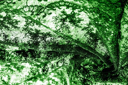 Texture, pattern, lace fabric in green on a white background. This is a subtle and classy lace of medium weight and is perfect for your design, overlays for backgrounds, other accentsの写真素材