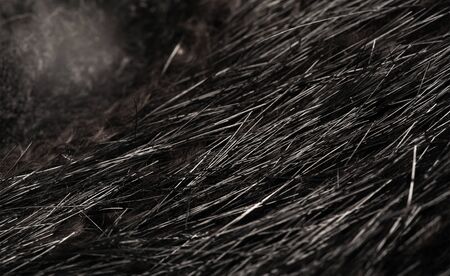 Background texture, decorative ornament, fur of wild animal waterfowl, nutria, a large semiaquatic beaverlike rodent, native to South America. の写真素材