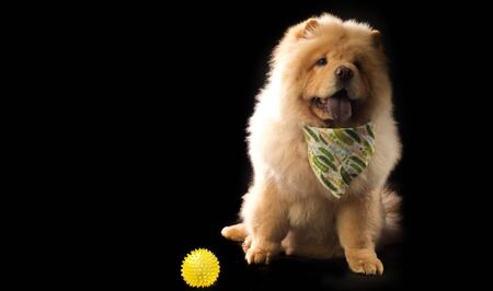 The Chow Chow is a breed of dog, originally from northern China, where it is called Sunshi Quanの写真素材