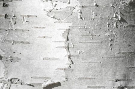 Texture background pattern. The birch takes an impenetrable bark of the North American paper birch Betula papyrifera, used, primarily by American Indians, for the manufacture of canoes and containersの写真素材