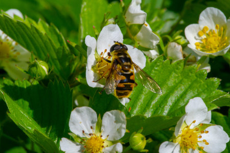 wild strawberry flowers, Strawberries are found in Italian, Flemish and German art, as well as in...
