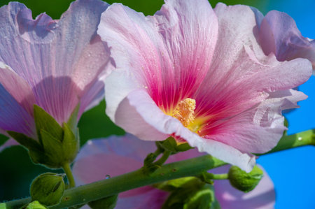 Mallow - edible in the form of leafy vegetables. Known in Turkish as ebegÃ¼meci, it is used in...