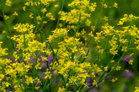 Texture, background, pattern, Shallow depth of field, grass in the meadow, vegetation consisting of typically short plants with long narrow leaves, wild or cultivated on lawns and pasturesの写真素材