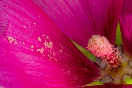 Mallow - edible in the form of leafy vegetables. Known in Turkish as ebegÃ¼meci, it is used in Turkey as a vegetable in various forms, such as filling leaves with bulgur or rice.の写真素材