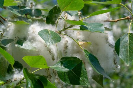 Poplar fluff is not to blame for allergies; itâ€™s more a nuisance than a health hazard. He is...