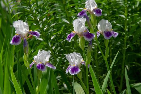 Iris Deservedly popular, it has delicate petals, slightly fragrant flowers with spectacular disheveled petals in May and June and fans of gray-green leaves in the shape of a sword. の写真素材