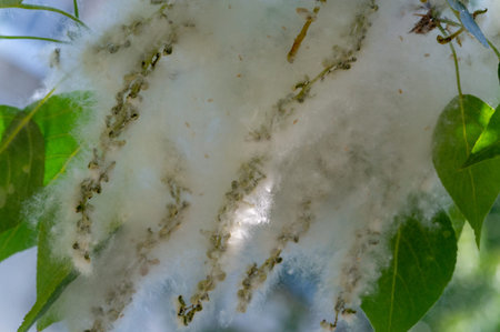 Poplar fluff is not to blame for allergies; itâ€™s more a nuisance than a health hazard. He is...