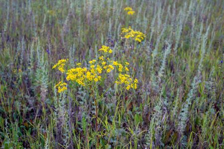 Morning summer, summer landscape photo, cloudy sky, light fog, Europe, middle bandの写真素材