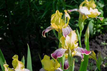 Iris Deservedly popular, it has delicate petals, slightly fragrant flowers with spectacular...