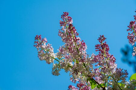 Lilac a Eurasian shrub or small tree of the olive family, that has fragrant violet, pink, or white blossoms and is widely cultivated as an ornamental.の写真素材