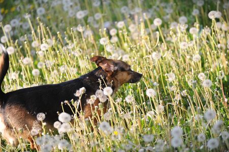 Taraxum dandelion, used as a medicinal plant. round balls of silvery crested fruit that run upwind. These balls are called "balls" or "clocks" in both British and American English.の写真素材