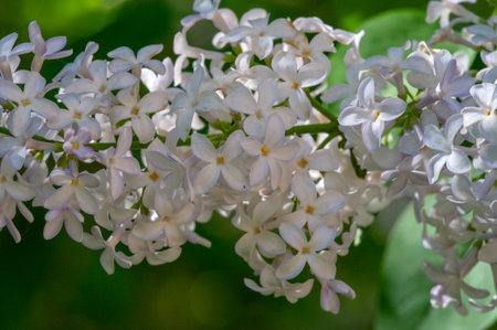 Lilac a Eurasian shrub or small tree of the olive family, that has fragrant violet, pink, or white...